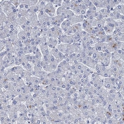 SCEL Antibody, Novus Biologicals 25 &mu;L; Unlabeled:Antibodies, Polyclonal