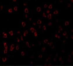 SCF/c-kit Ligand Antibody - BSA Free, Novus Biologicals 0.1mg; Unlabeled:Antibodies,
