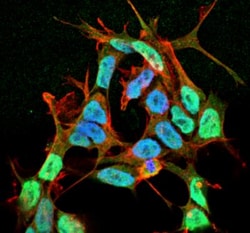 SCN3B Antibody (S396-29), Novus Biologicals:Antibodies:Primary Antibodies