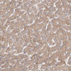 SCO1 Antibody, Novus Biologicals 25 &mu;L; Unlabeled:Antibodies, Polyclonal