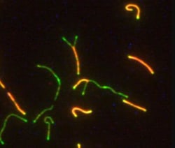 SCP1 Antibody - BSA Free, Novus Biologicals 0.1mL; Unlabeled:Antibodies,