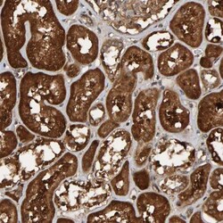 SCRN2 Antibody, Novus Biologicals:Antibodies:Primary Antibodies