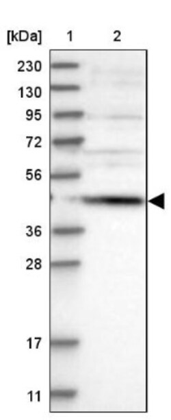 SCRN2 Antibody, Novus Biologicals:Antibodies:Primary Antibodies