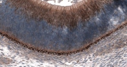 SCRT1 Antibody, Novus Biologicals 25 &mu;L, Unconjugated:Antibodies, Polyclonal