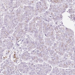 SDF4 Antibody, Novus Biologicals 0.1mL; Unlabeled:Antibodies, Polyclonal