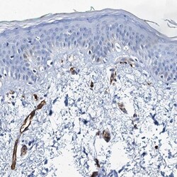 SDPR Antibody, Novus Biologicals 25 &mu;L; Unlabeled:Antibodies, Polyclonal