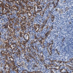 SDPR Antibody, Novus Biologicals 25 &mu;L; Unlabeled:Antibodies, Polyclonal
