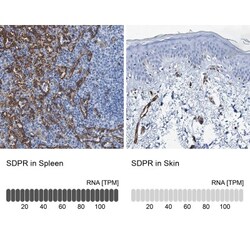 SDPR Antibody, Novus Biologicals 25 &mu;L; Unlabeled:Antibodies, Polyclonal
