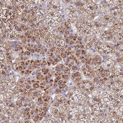 SDR39U1 Antibody, Novus Biologicals 25 &mu;L | Buy Online | Novus Biologicals | Fisher Scientific