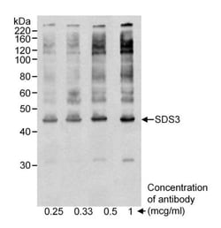 SDS3 Antibody, Novus Biologicals 0.1mg; Unlabeled:Antibodies, Polyclonal