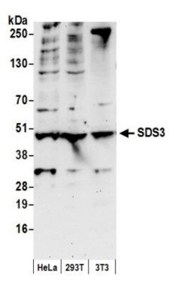 SDS3 Antibody, Novus Biologicals 0.1mg; Unlabeled:Antibodies, Polyclonal