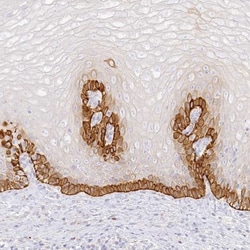 SEC13 Antibody, Novus Biologicals 0.1mL; Unlabeled:Antibodies, Polyclonal