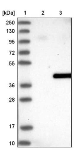 SEC13 Antibody, Novus Biologicals 0.1mL; Unlabeled:Antibodies, Polyclonal