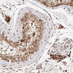 SEC14L1 Antibody, Novus Biologicals 0.1mL; Unlabeled:Antibodies, Polyclonal