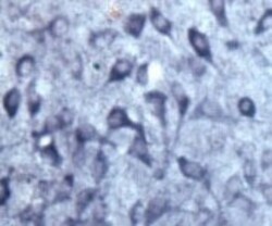 SEC22B Antibody - Azide and BSA Free, Novus Biologicals:Antibodies:Primary