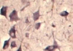 SEC22B Antibody - Azide and BSA Free, Novus Biologicals:Antibodies:Primary