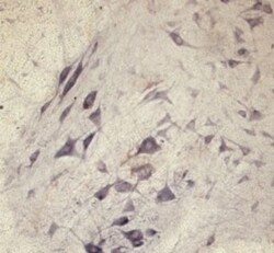 SEC22B Antibody - Azide and BSA Free, Novus Biologicals:Antibodies:Primary