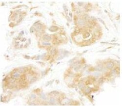 SEC23IP Antibody, Novus Biologicals 0.1mL; Unlabeled:Antibodies, Polyclonal
