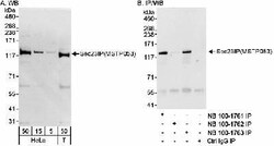 SEC23IP Antibody, Novus Biologicals 0.1mL; Unlabeled:Antibodies, Polyclonal