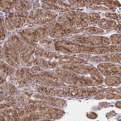 SEC24C Antibody, Novus Biologicals 25 &mu;L; Unlabeled:Antibodies, Polyclonal