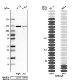 SEC24C Antibody, Novus Biologicals 25 &mu;L; Unlabeled:Antibodies, Polyclonal
