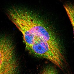 SEC31A Antibody, Novus Biologicals:Antibodies:Primary Antibodies