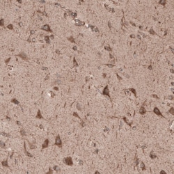 SEC31A Antibody, Novus Biologicals:Antibodies:Primary Antibodies
