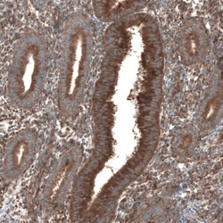 SEC31A Antibody, Novus Biologicals:Antibodies:Primary Antibodies