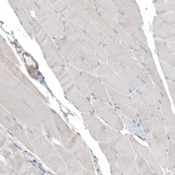 SEC31A Antibody, Novus Biologicals:Antibodies:Primary Antibodies