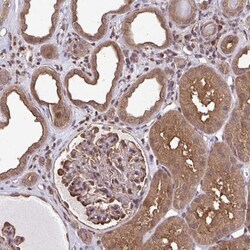 SEC63 Antibody, Novus Biologicals:Antibodies:Primary Antibodies
