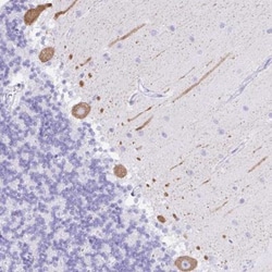 SEL1L2 Antibody, Novus Biologicals 25 &mu;L, Unlabeled:Antibodies, Polyclonal