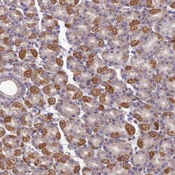 SEL1L3 Antibody, Novus Biologicals:Antibodies:Primary Antibodies