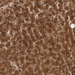 SELENBP1 Antibody, Novus Biologicals 0.1mL; Unlabeled:Antibodies, Polyclonal