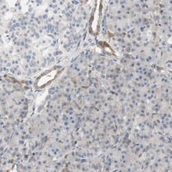 SELENBP1 Antibody, Novus Biologicals 0.1mL; Unlabeled:Antibodies, Polyclonal