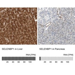 SELENBP1 Antibody, Novus Biologicals 0.1mL; Unlabeled:Antibodies, Polyclonal