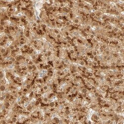 SELENBP1 Antibody, Novus Biologicals 0.1mL; Unlabeled:Antibodies, Polyclonal