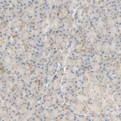 SELENBP1 Antibody, Novus Biologicals 0.1mL; Unlabeled:Antibodies, Polyclonal