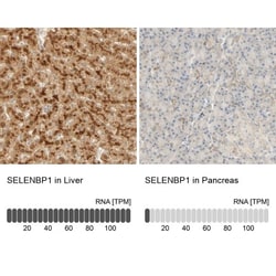 SELENBP1 Antibody, Novus Biologicals 0.1mL; Unlabeled:Antibodies, Polyclonal