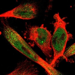 SELK Antibody, Novus Biologicals 0.1mL; Unlabeled:Antibodies, Polyclonal