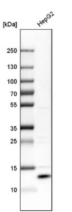 SELK Antibody, Novus Biologicals 0.1mL; Unlabeled:Antibodies, Polyclonal