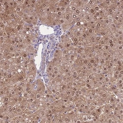 SEPHS2 Antibody, Novus Biologicals:Antibodies:Primary Antibodies