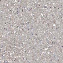 SERINC2 Antibody, Novus Biologicals:Antibodies:Primary Antibodies