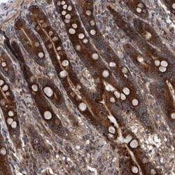 SERINC2 Antibody, Novus Biologicals:Antibodies:Primary Antibodies