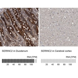 SERINC2 Antibody, Novus Biologicals:Antibodies:Primary Antibodies