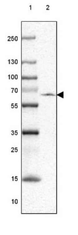 SERINC2 Antibody, Novus Biologicals:Antibodies:Primary Antibodies