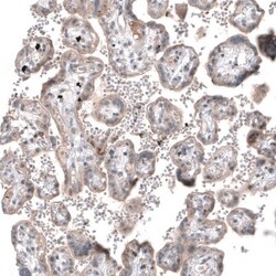 SERINC5 Antibody, Novus Biologicals 25 &mu;L, Unlabeled:Antibodies, Polyclonal