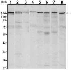 SETDB1 Antibody (5H6A12), Novus Biologicals 0.1mL; Unlabeled:Antibodies,