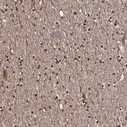 SEZ6/BSRP-C Antibody, Novus Biologicals 0.1mL; Unlabeled:Antibodies, Polyclonal