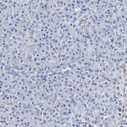 SEZ6/BSRP-C Antibody, Novus Biologicals 0.1mL; Unlabeled:Antibodies, Polyclonal