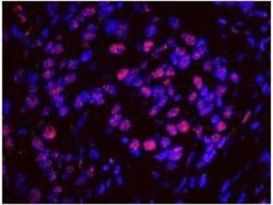 SF3A1 Antibody, Novus Biologicals 0.1mL; Unlabeled:Antibodies